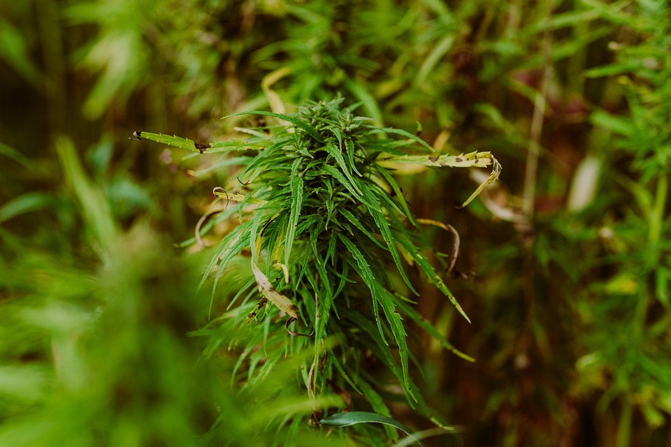 Marijuana's Mental Health Breakthrough: How It Can Help Combat Anxiety and Depression