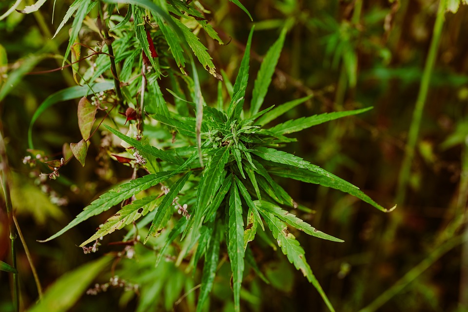 The Economic Benefits of Legal Marijuana: A Boost to Local Economies