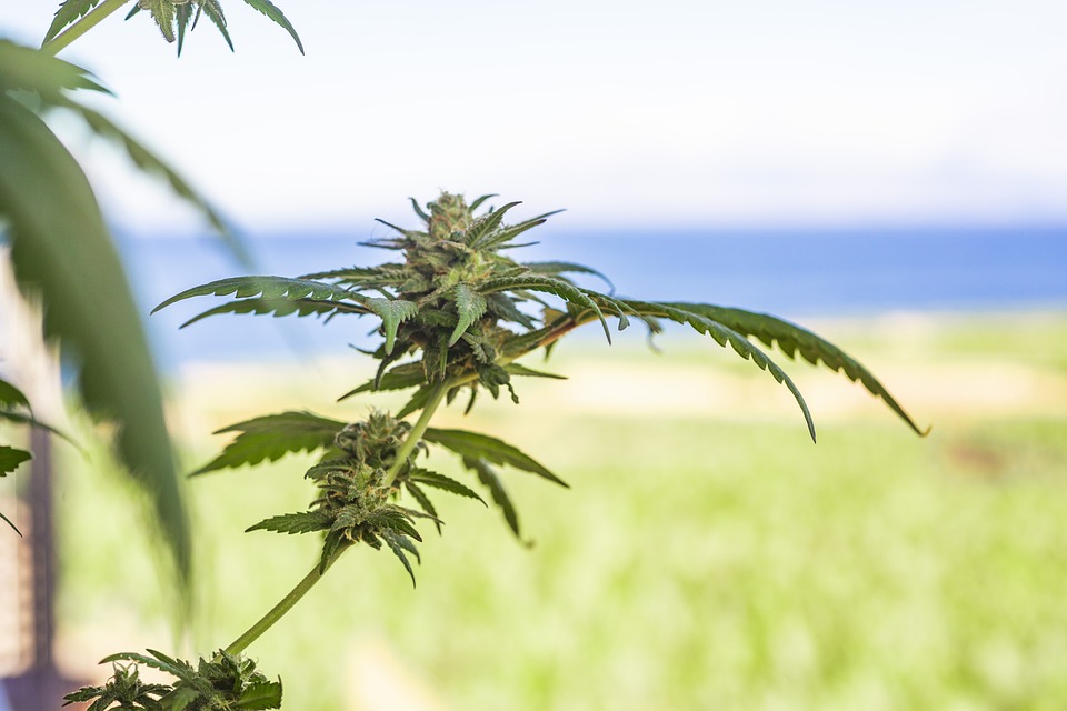 Cannabis for Chronic Pain: The Science Behind Its Surprising Benefits