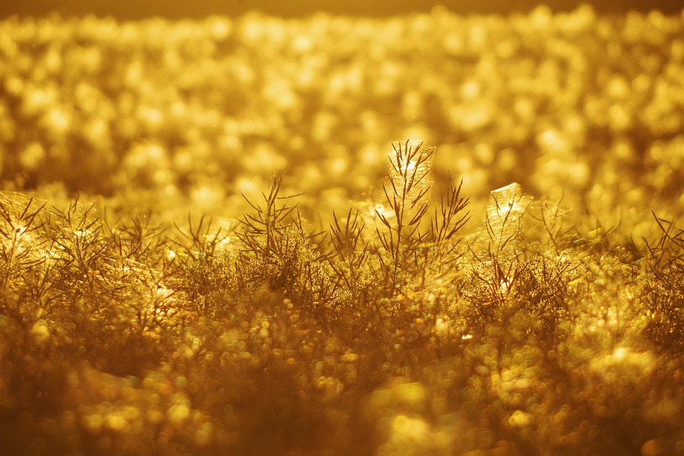 The Fight for Access: Why Medical Marijuana Matters for Patients with Serious Illnesses