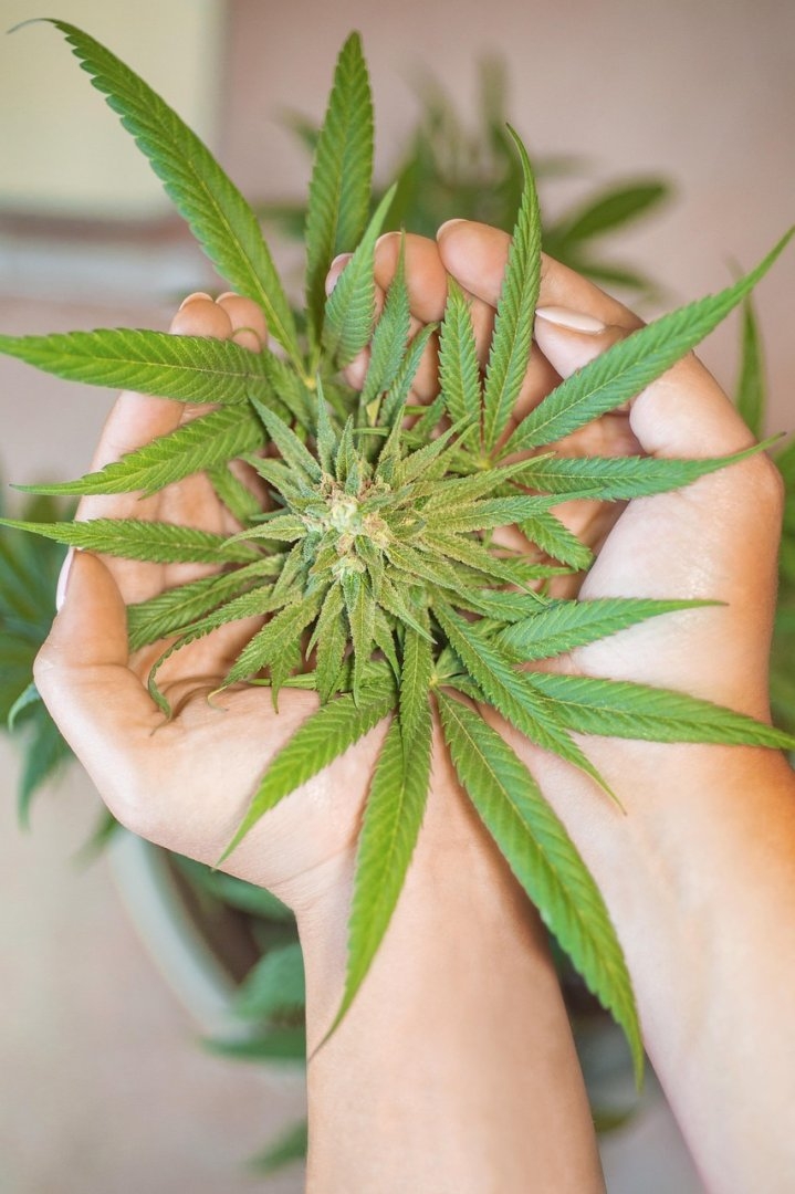 The Growing Importance of Cannabis in Modern Society