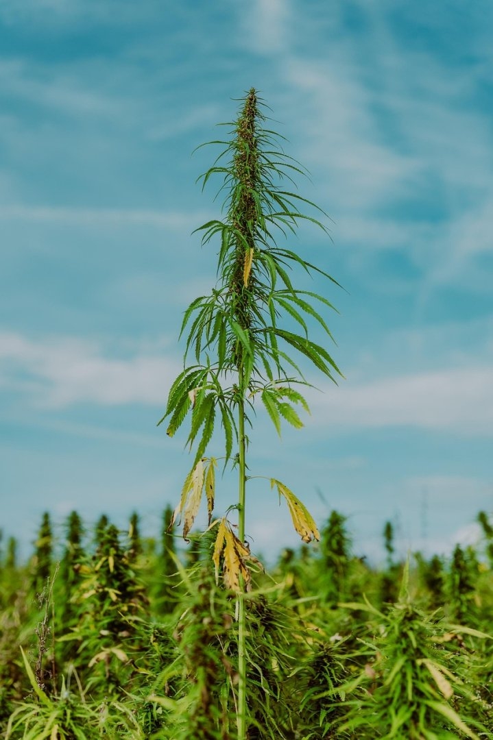 Why Marijuana Matters: Unpacking Its Societal Impact