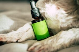Optimizing Your Health: The Role of CBD Oil in Wellness