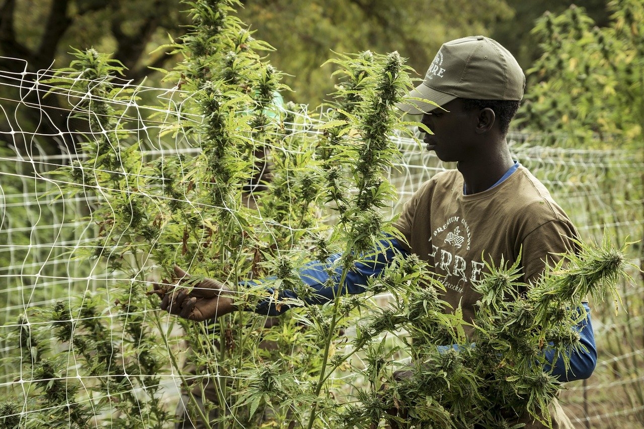 Choosing the Best CBD Oil for Your Health Needs: A Buyer's Guide