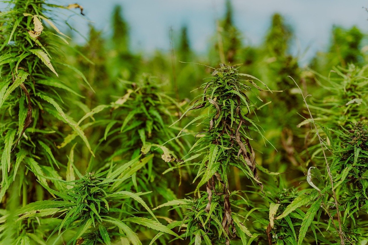 The Endocannabinoid System: Why Marijuana Matters to Your Body