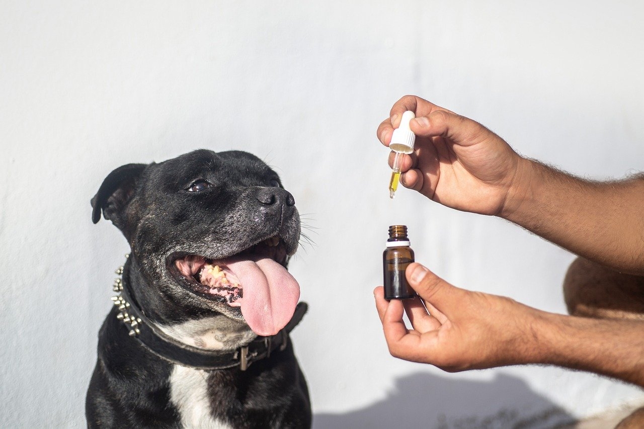 Natural Health Solutions: Exploring CBD Oil in Australia