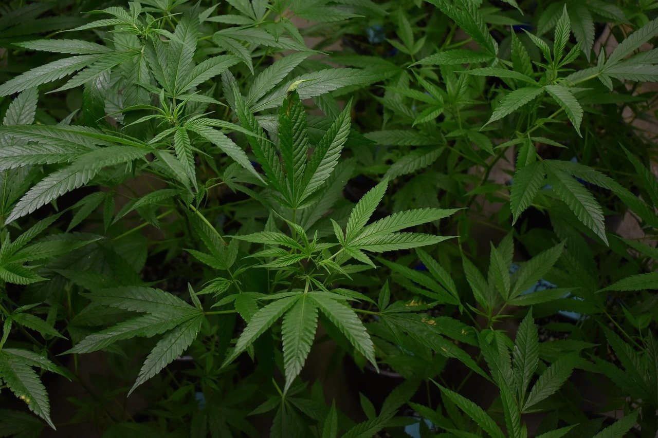 From Chronic Pain to Mental Health: Marijuana's Medical Impact