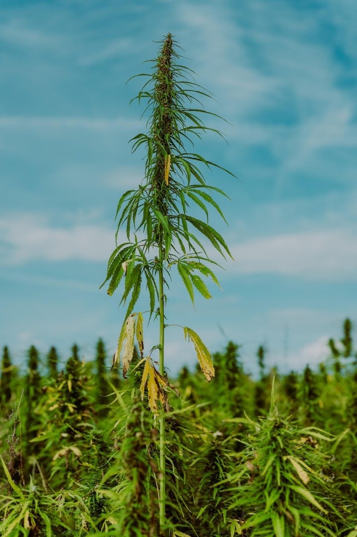 Patient Access & Medical Research: The Health Case for Legalization