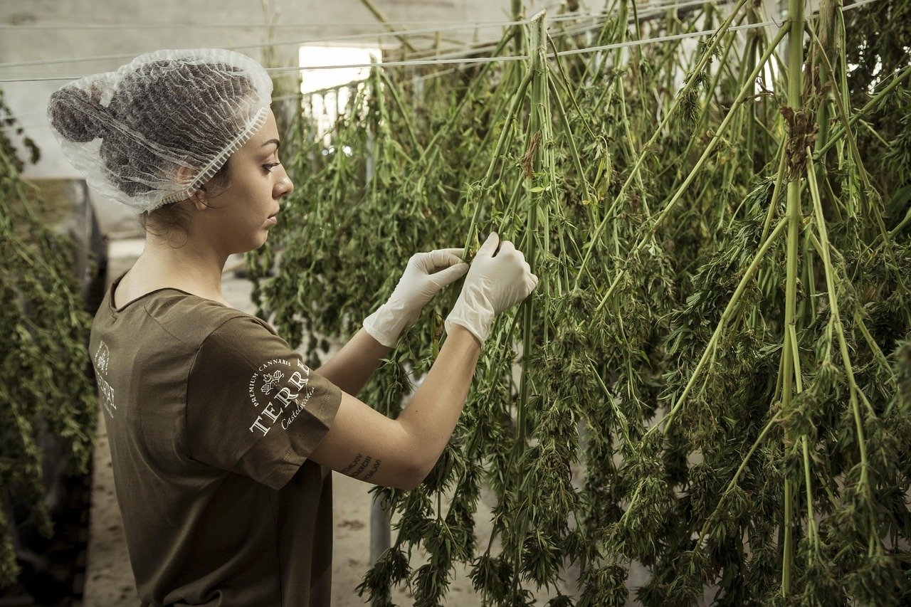 Therapeutic CBD Oil: Unlocking Health Benefits Down Under