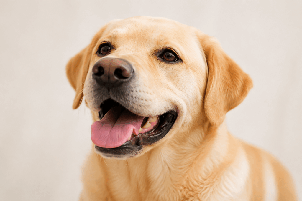 Golden Labrador supported by CBD oil for pets